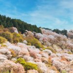 家具材のチェリーと日本の桜は違うのか？